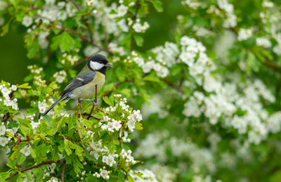 photo by Oliver Smart